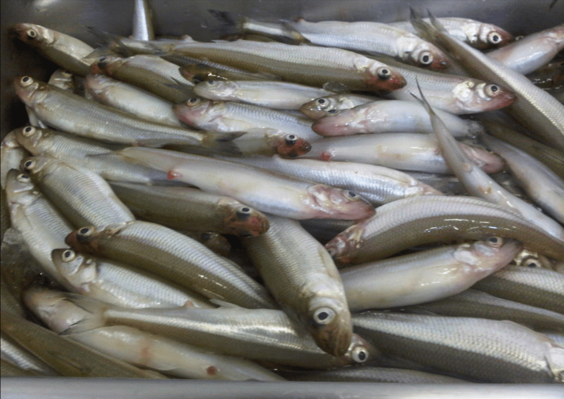 Health Benefits of Smelt Fish You Should Know